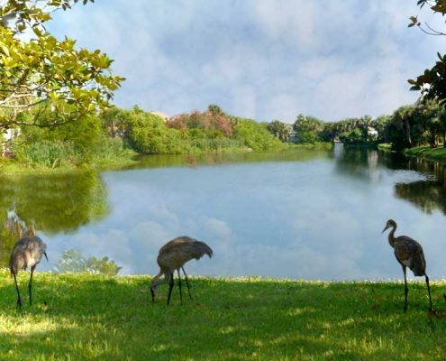 Indian River Colony Club-22 (2) indian river colony club fl